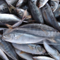 Mackerel chino Redonda SCAD Tamaño 10-12 12-14/PCS